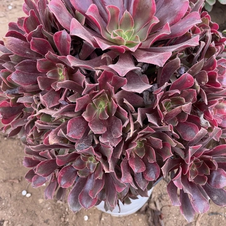 无花朵293多肉植物蒙娜丽莎