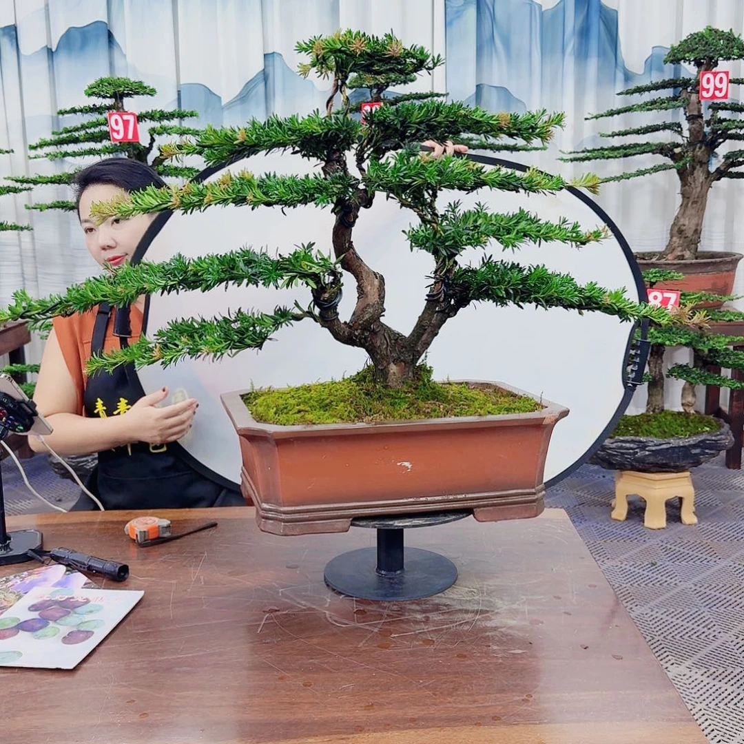 涅***槃无花朵罗汉松一物一拍888