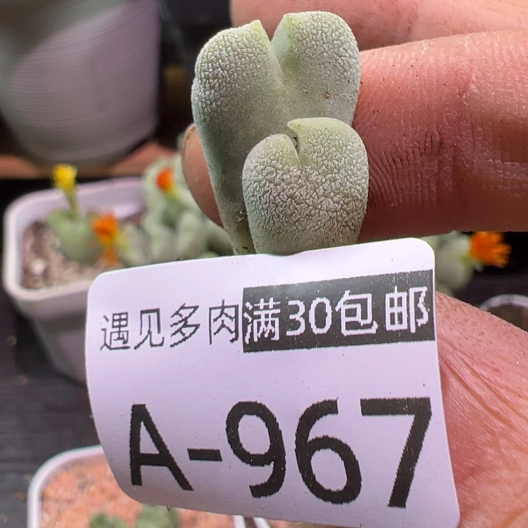 多肉植物11111111111111