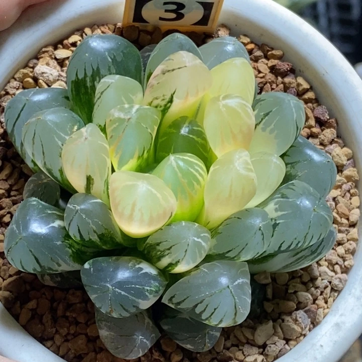 5号实生玉露锦带盆