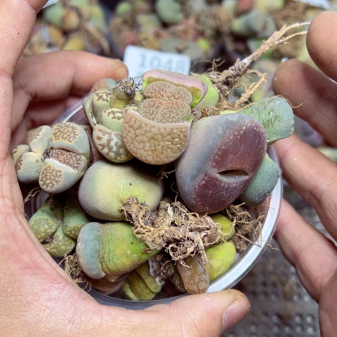 【闪购商品】抓盒量拍一盒。