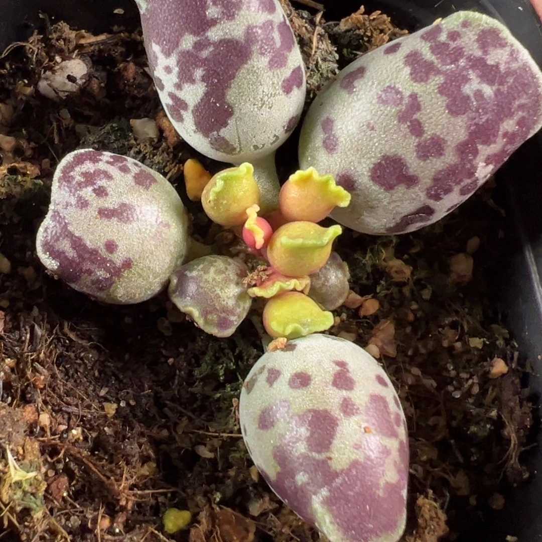 墨点斑海豹多肉植物水泡