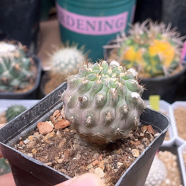 无花朵智利球属实生球