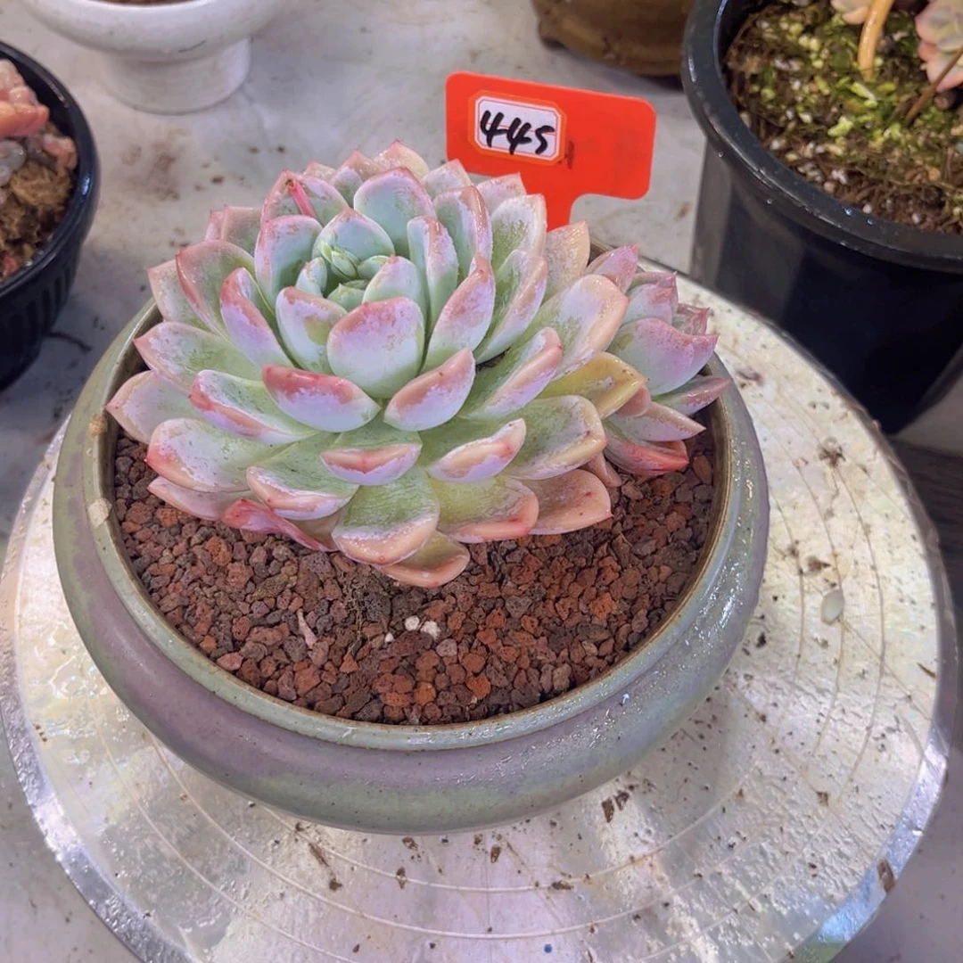 芳**宝胭脂云445多肉植物