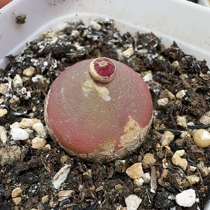 老马生石花2.3灯泡1454