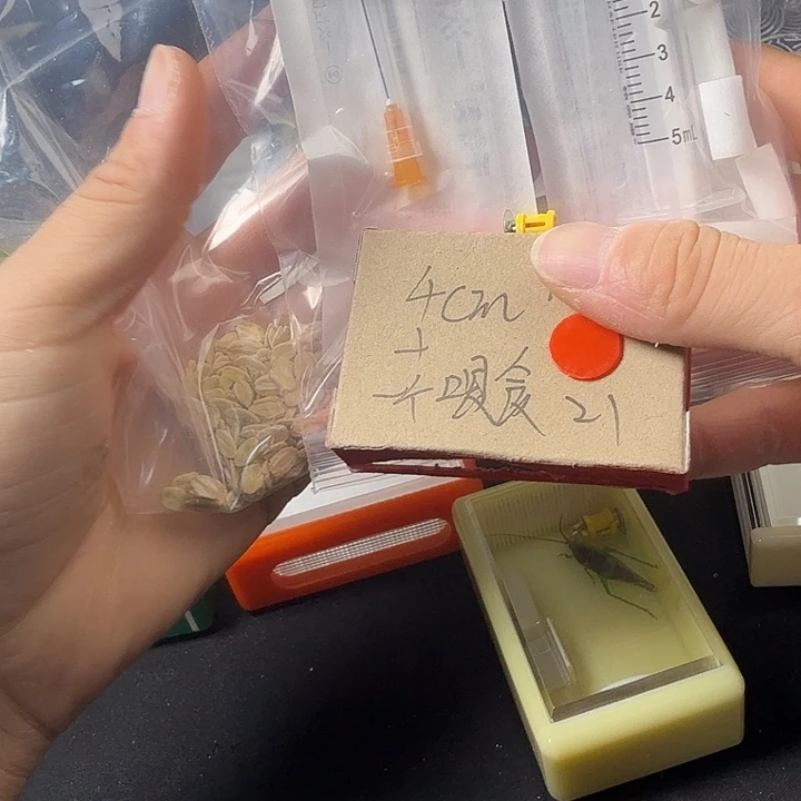 蟋蟀四厘米加湿➕喂食一套