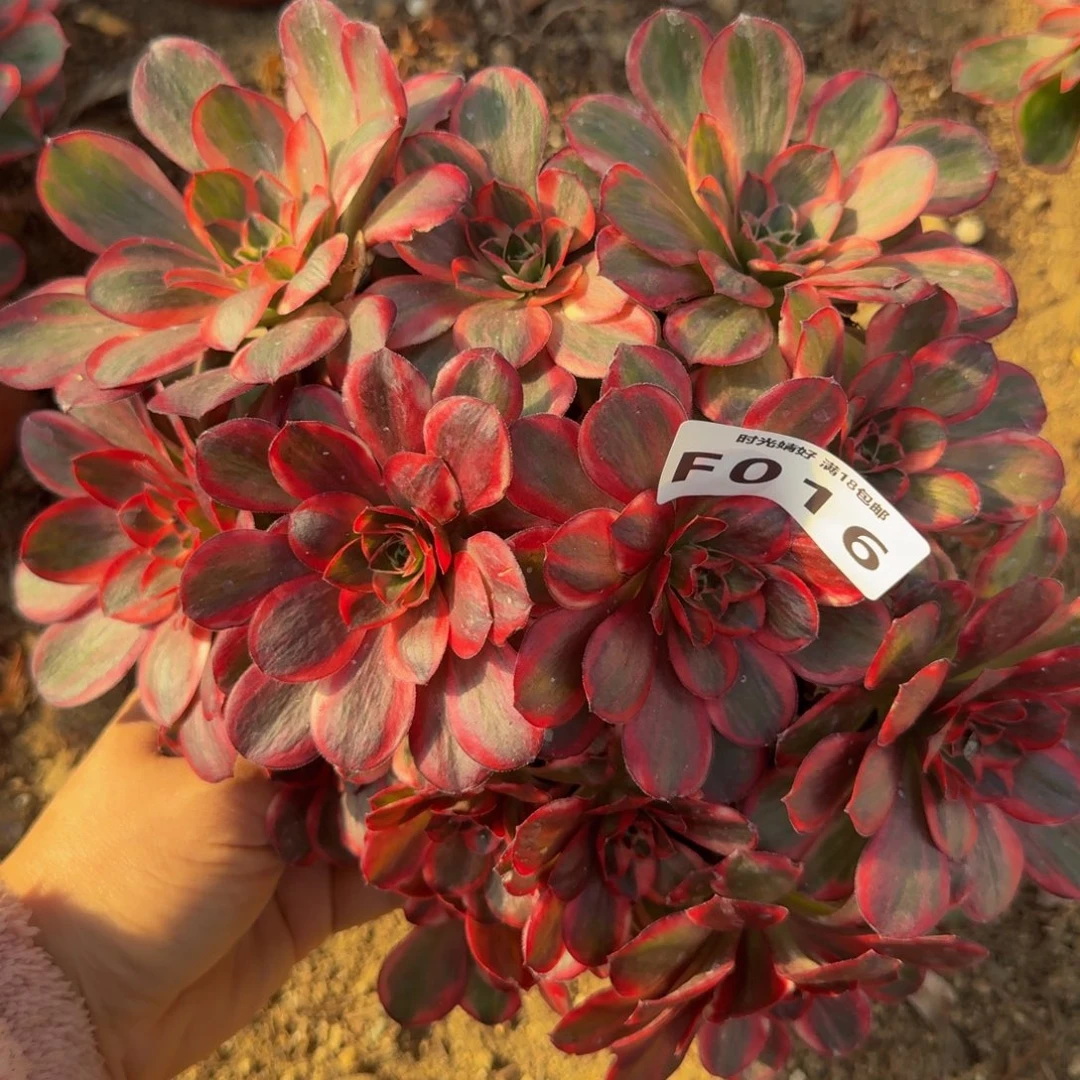 016魅金锦。多肉植物