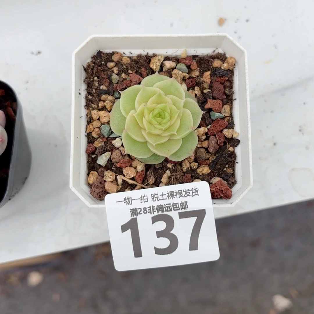玫瑰麦单头无盆土发货