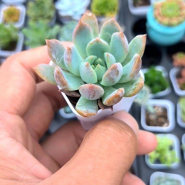 霜花一颗，满5元包邮