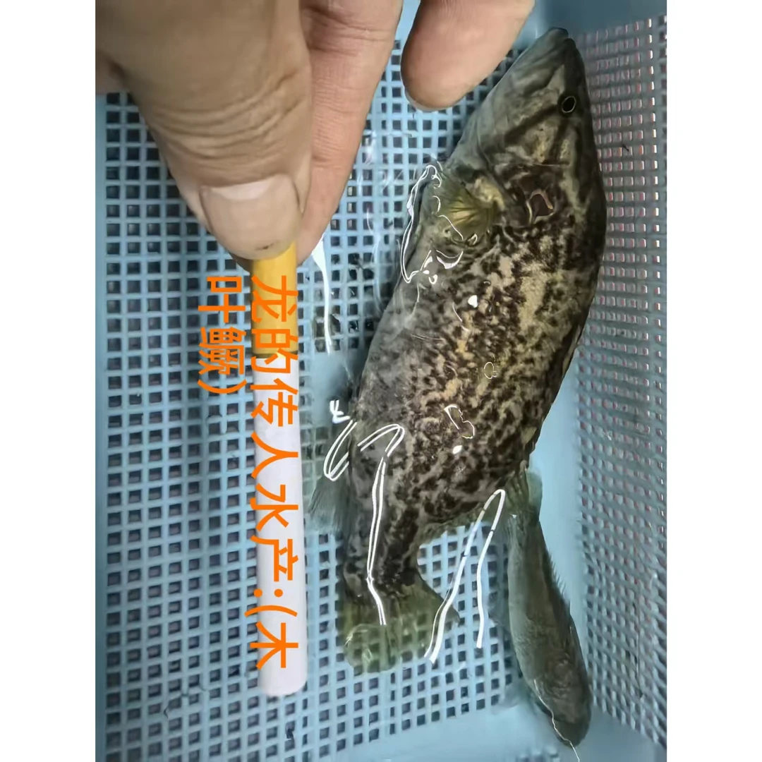 淡水木叶鳜鱼观赏凶猛养殖食用原生冷水鱼