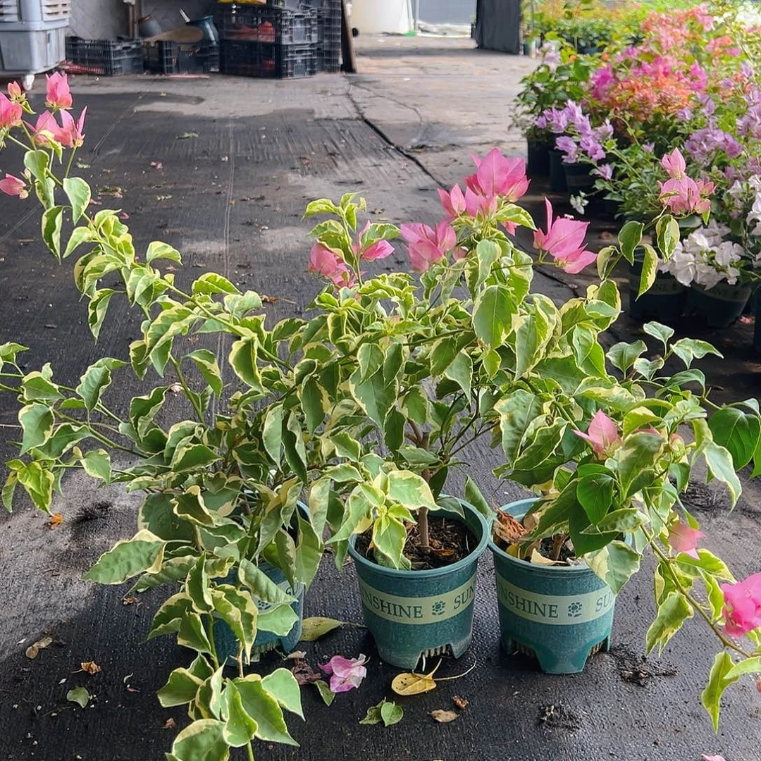 当前无花栽培后可以开花蜡染粉掌中宝一颗