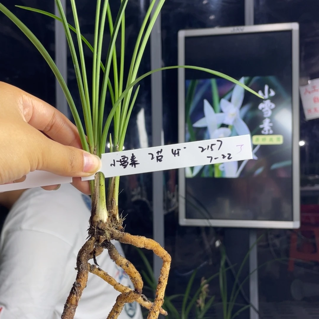 邢***邢完全开放小雪素2苗寄养