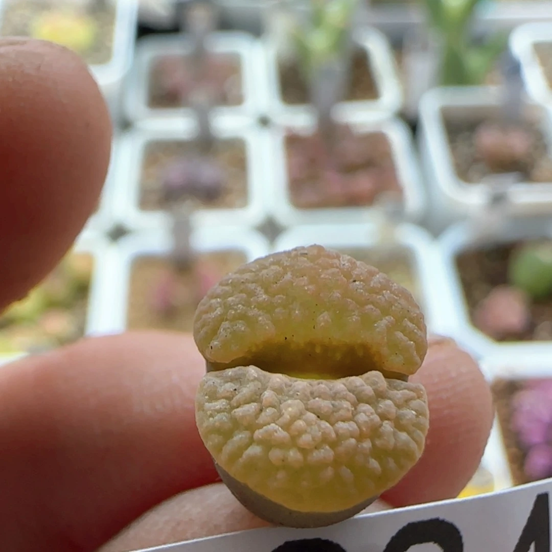 【闪购商品】D****D8884