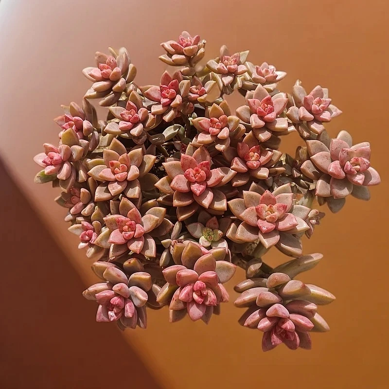 姬陇月【散装带原盆土】 多肉植物