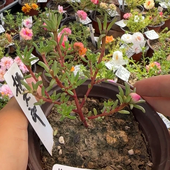 无花朵K290桃太郎超小苗盆口10cm