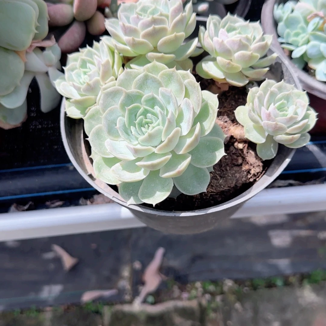 昂斯诺群生多肉植物