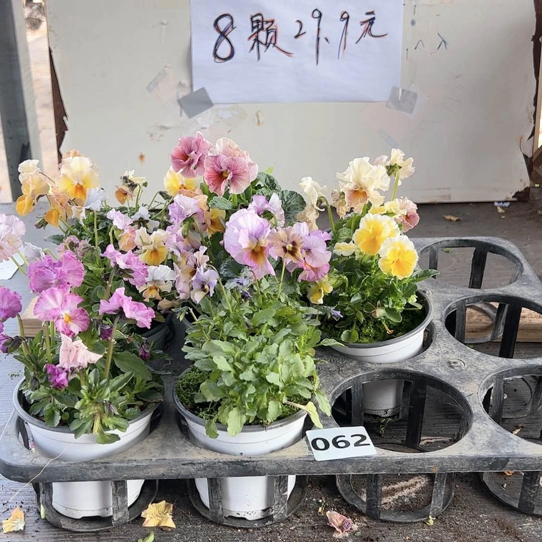 【闪购商品】062号