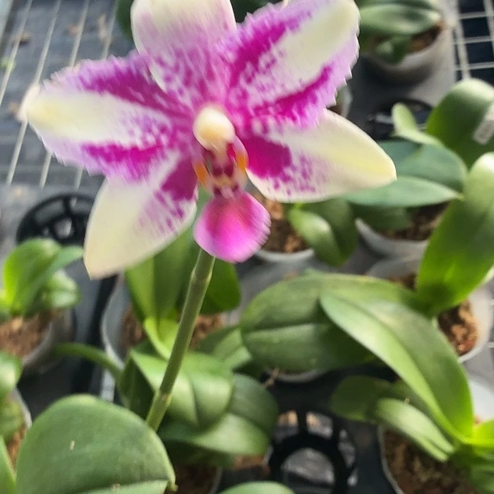 完全开放紫钻2.8根少微瑕