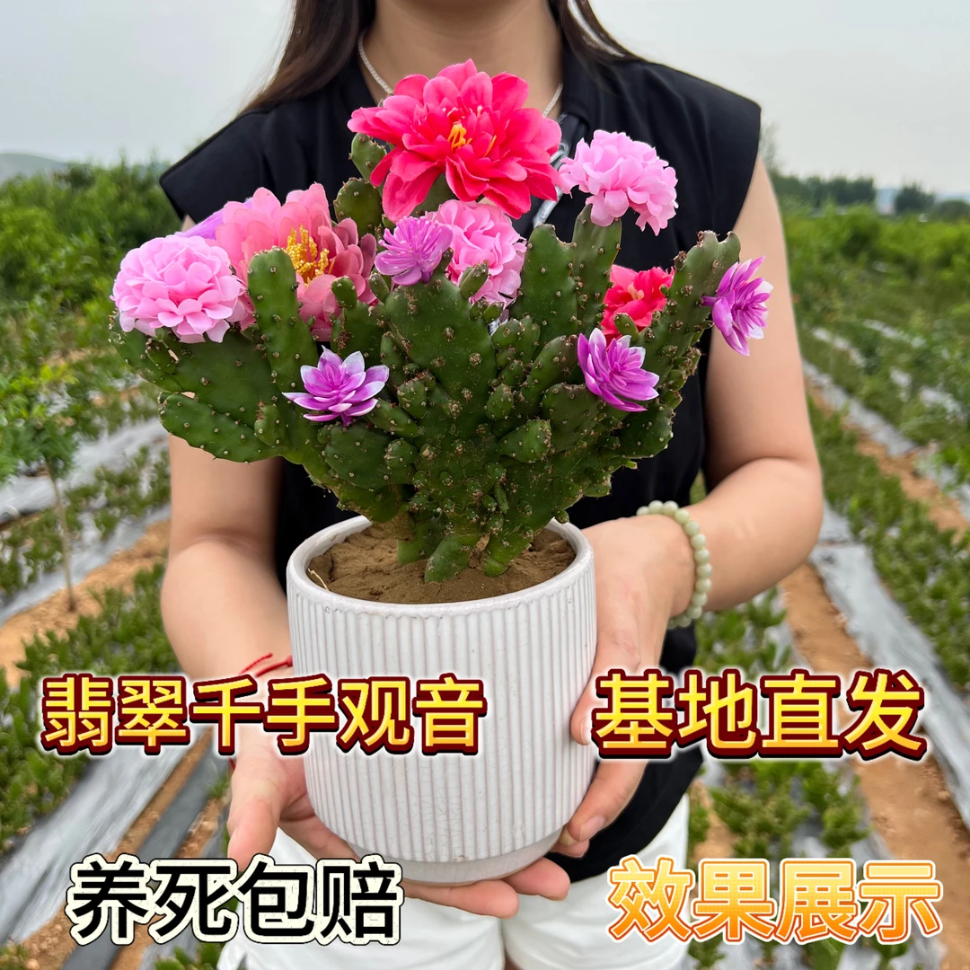 翡翠千手观音清香大花懒人种植盆栽地栽室内种植好管理