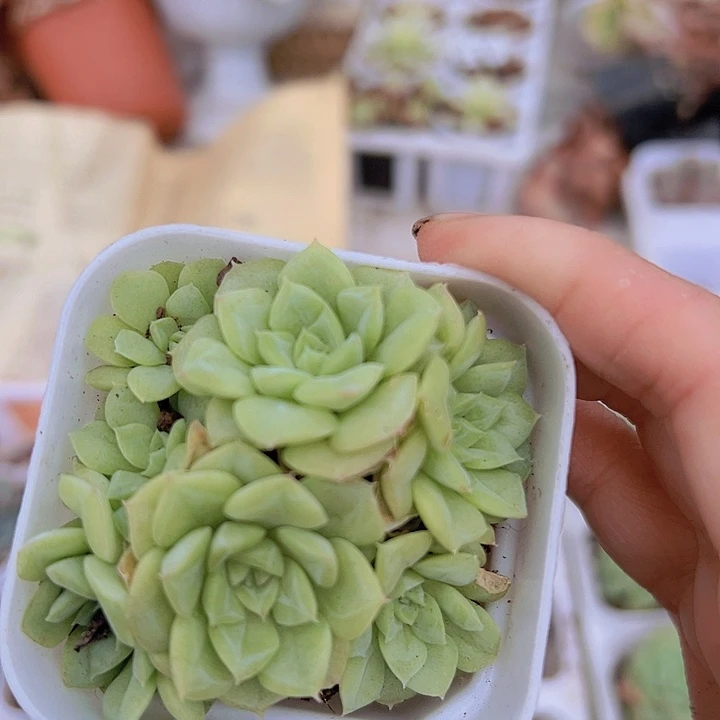 白天鹅群19包邮多肉