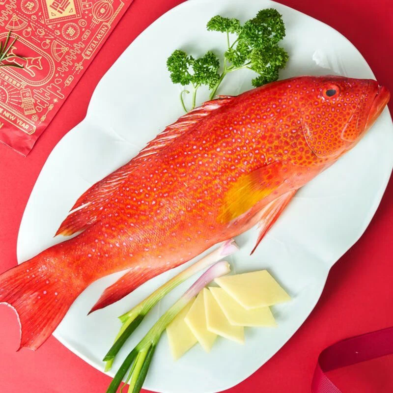 福建东山岛海捕东星斑石斑鱼鲜活速冻顺丰包鲜到家