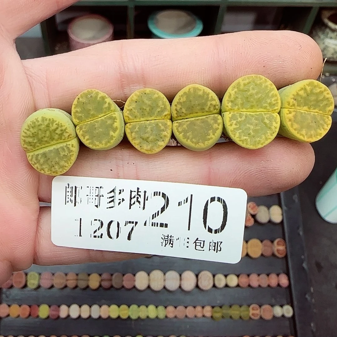 满满18包邮1206-210