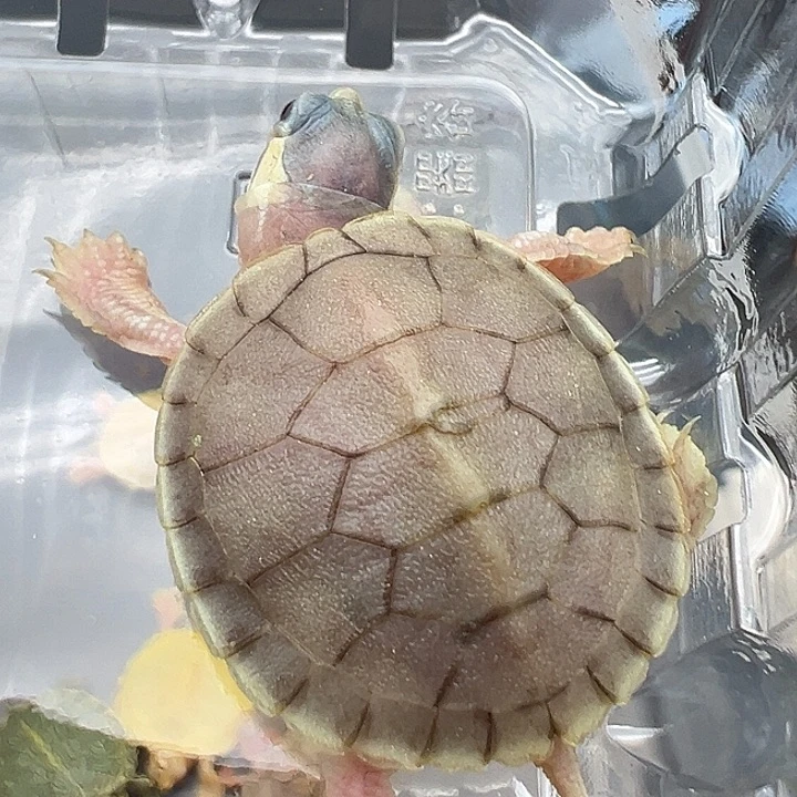 不分公母绿毛龟妖基1111