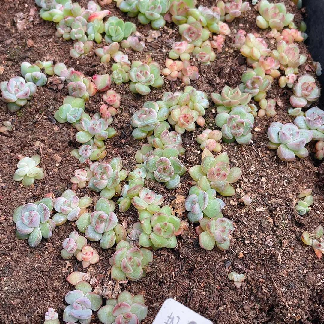 冬***暖多肉植物多肉植物349