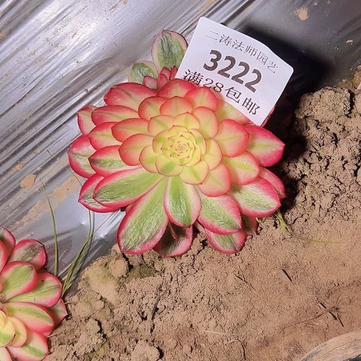 3222倾城多肉植物量2号