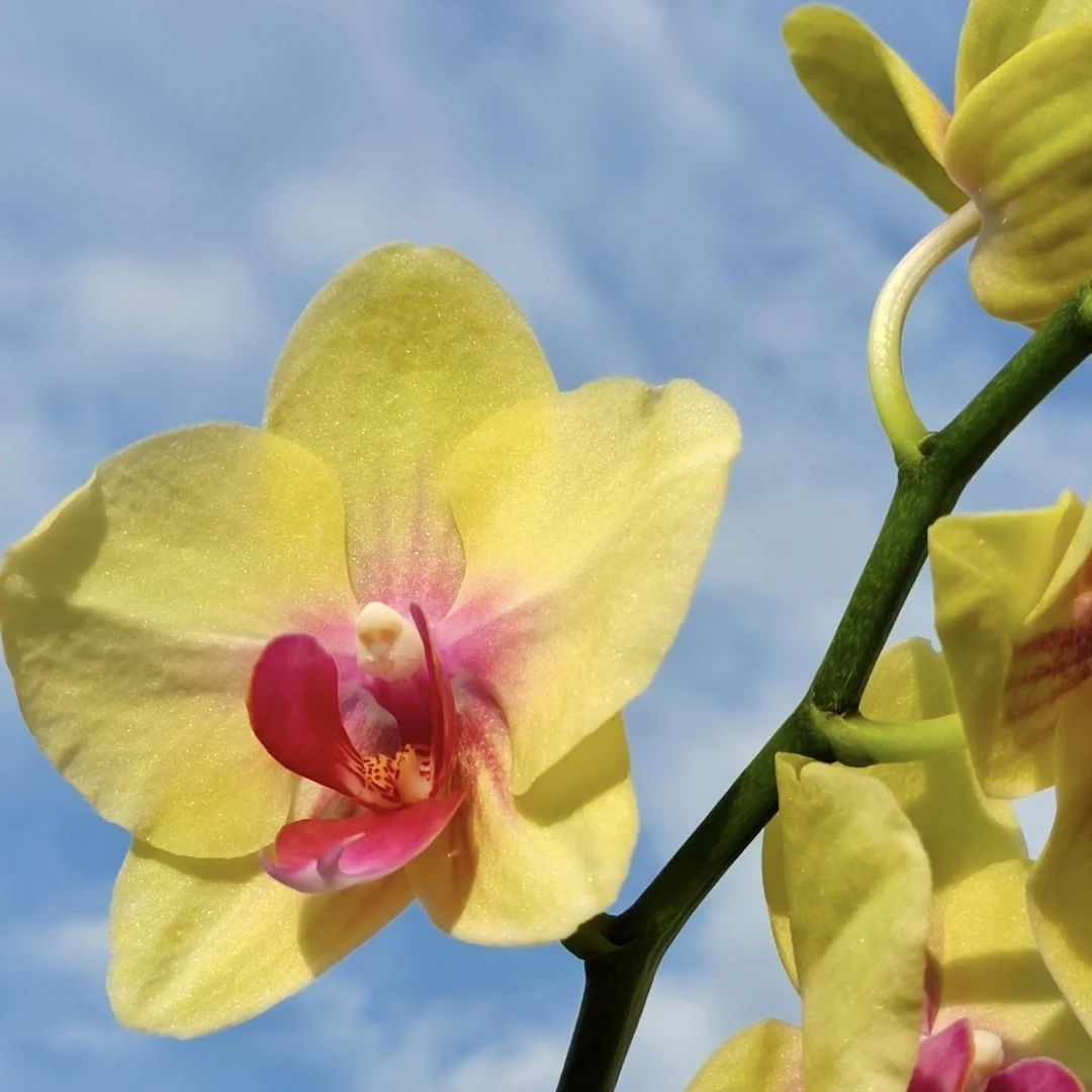 和成花卉【朝日3.5寸杯】带花带花苞发货