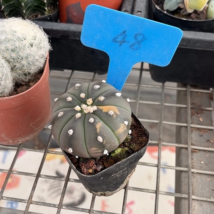 我也不知道我为什么要这样