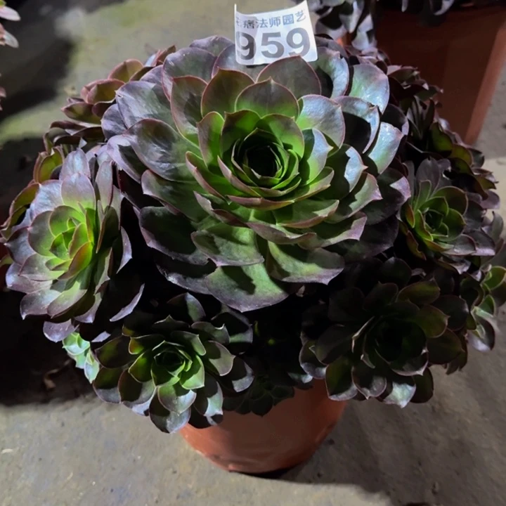 00000000000959魅金玫瑰