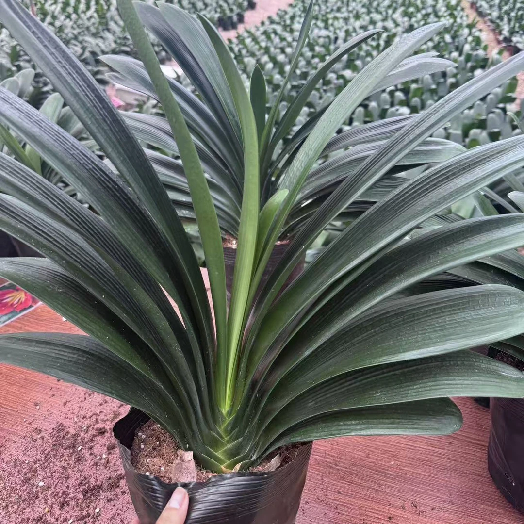 【当年开花】10/11年老桩君子兰盆栽室内懒人绿植好养易活