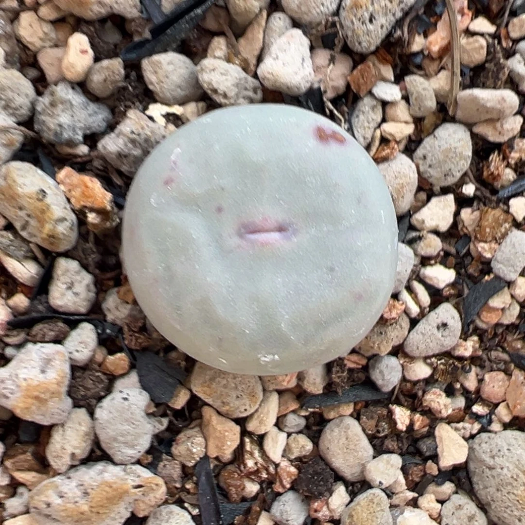 Sb1102 v嘴多肉多肉