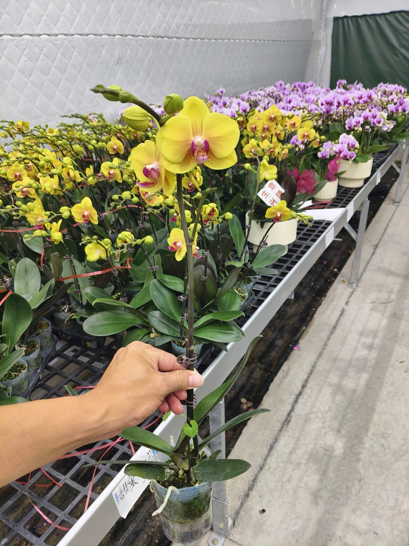 蝴蝶兰【甜蜜菠萝】花苗盆栽带花剑花苞客厅室内四季好养观赏花卉