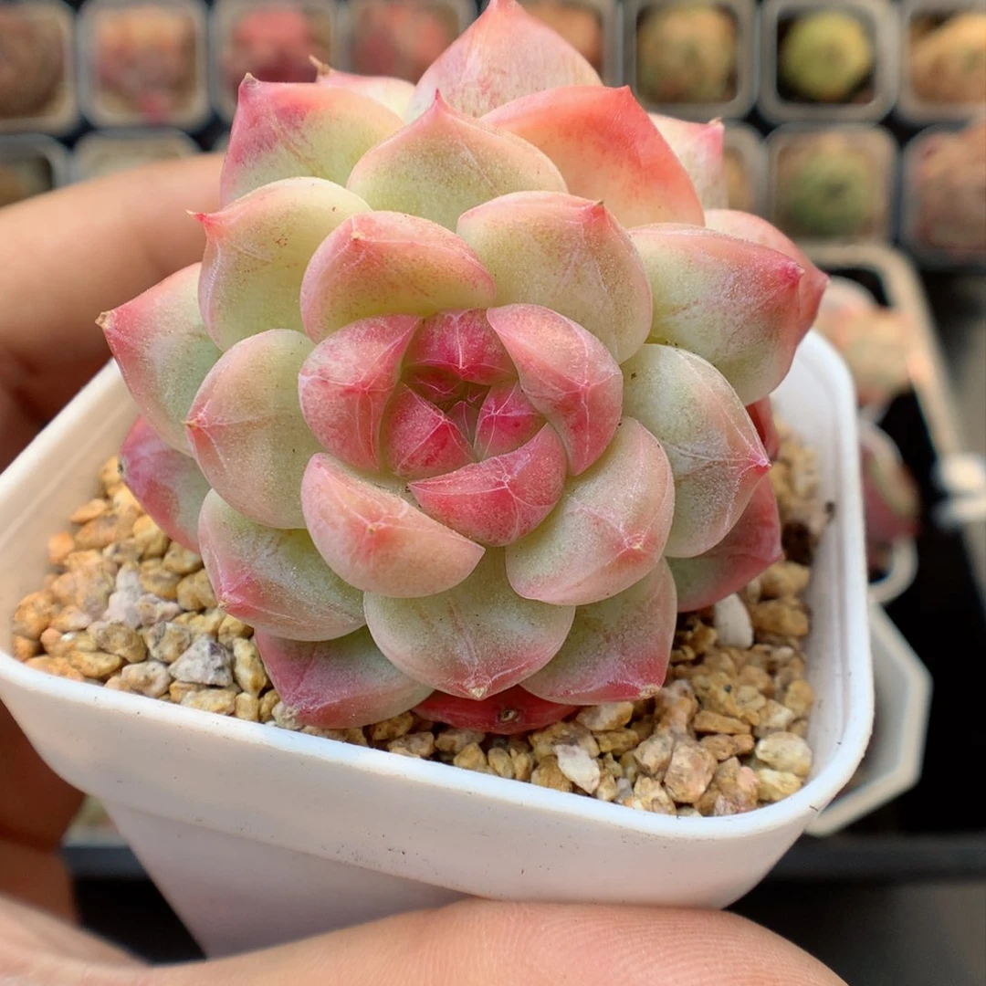 多肉植物。 糖心39