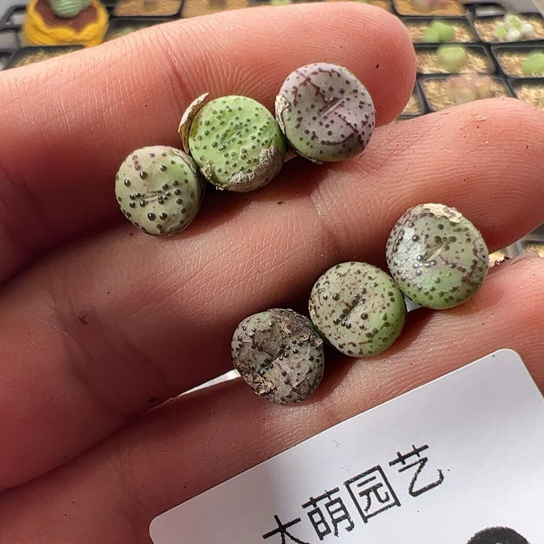 量拍以下1颗。    506匈牙利种源1452.64火龙果安贞