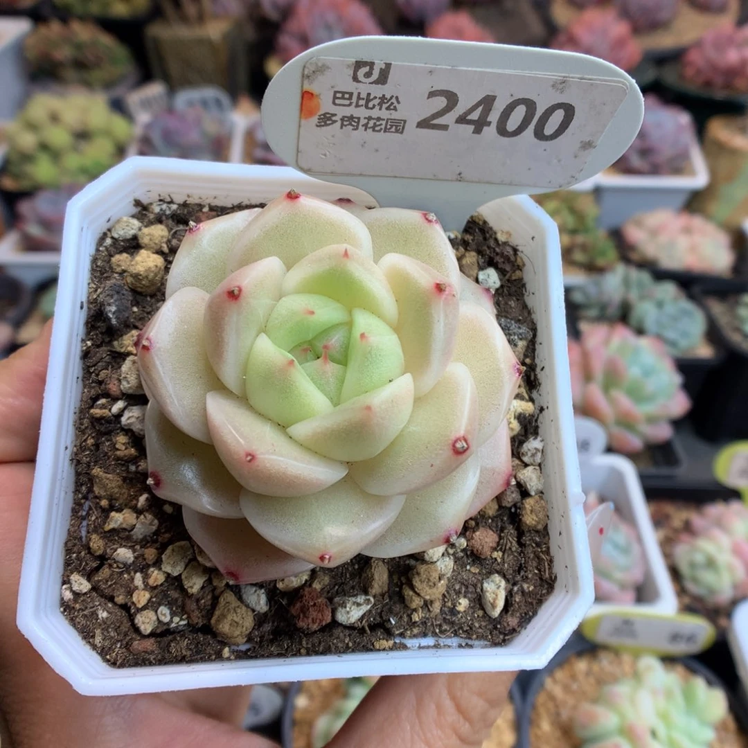 I****d2400麦杆多肉植物