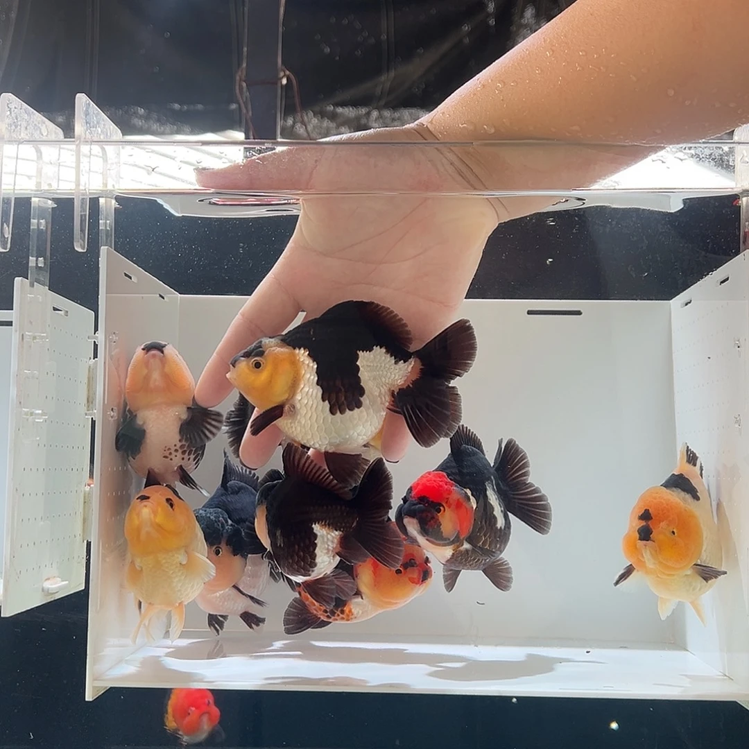 茗***居海水鱼茗一条黑白玛丽