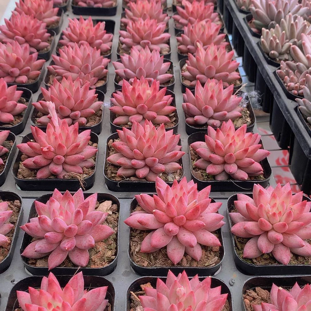 虞美人单头245677889900000