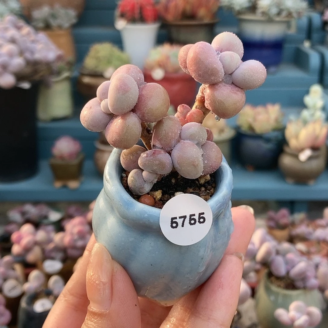 5755糖果腰子蛋带盆土