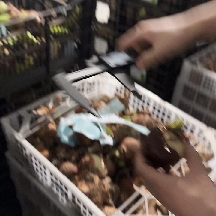 冰淇淋6公分花后刀伤