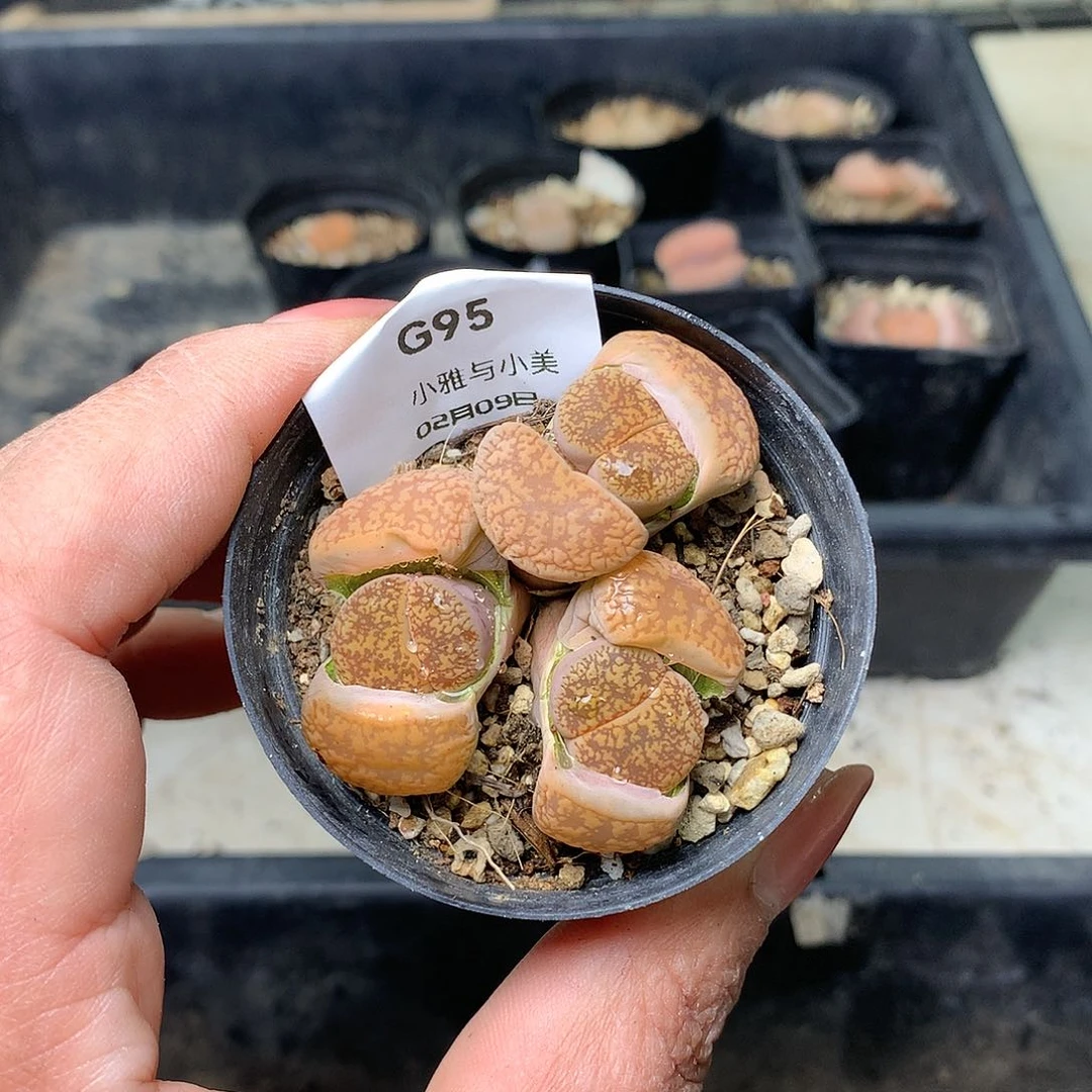 G95多肉植物保护研究所