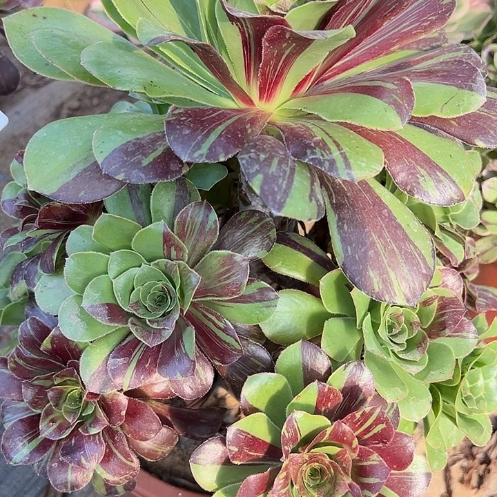 9.25.76花班鹿多肉植物1