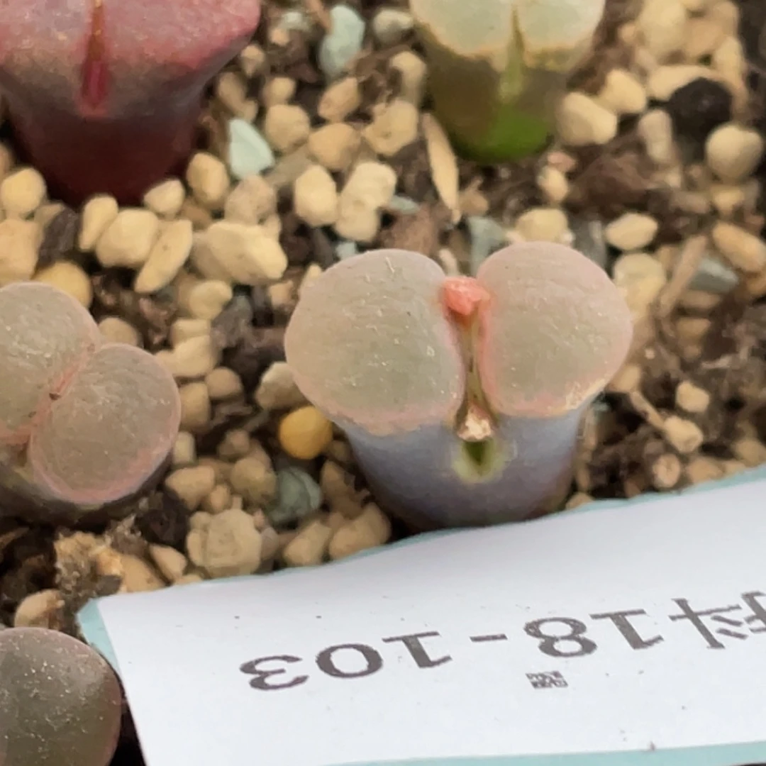 春***酒18-103肉锥多肉植物