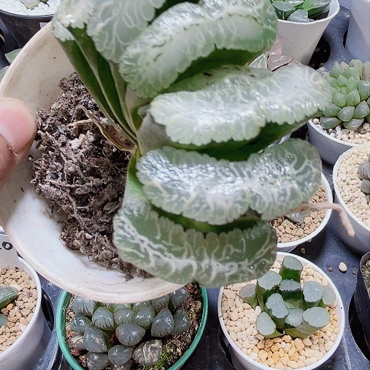 虞姬玉扇特价处理