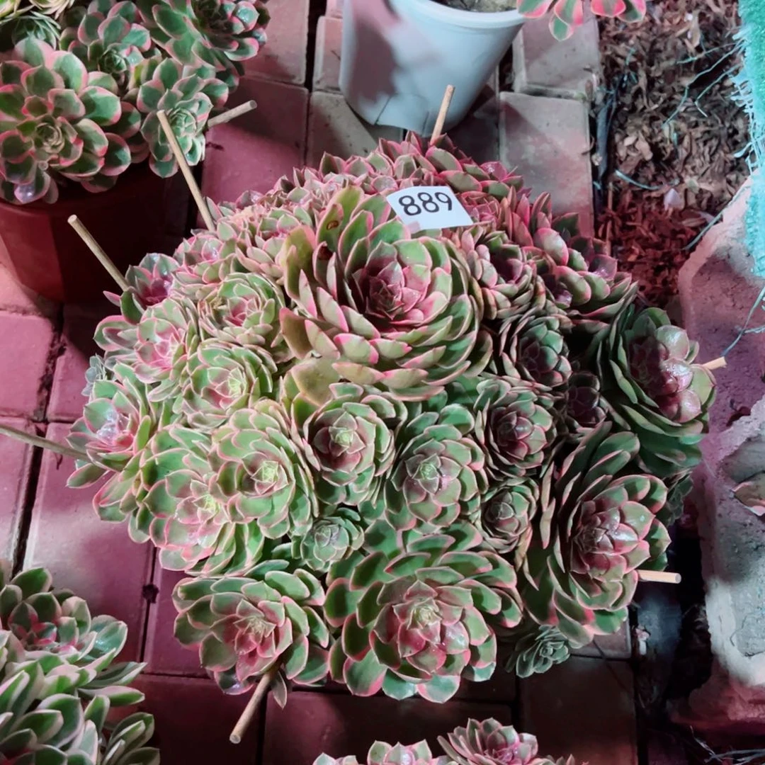889粉花妖法师多肉植物