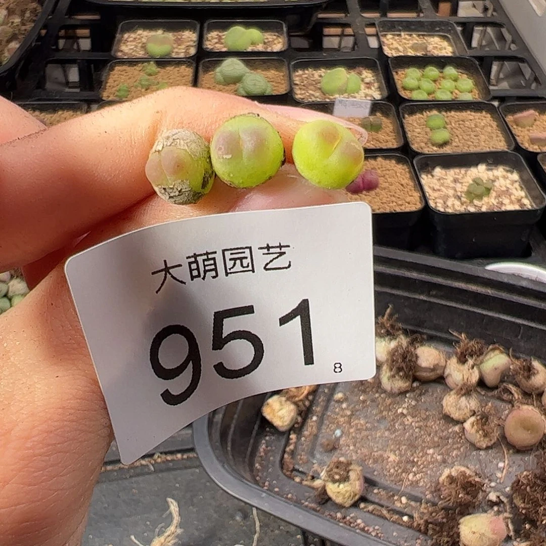 0000951 一物一拍。