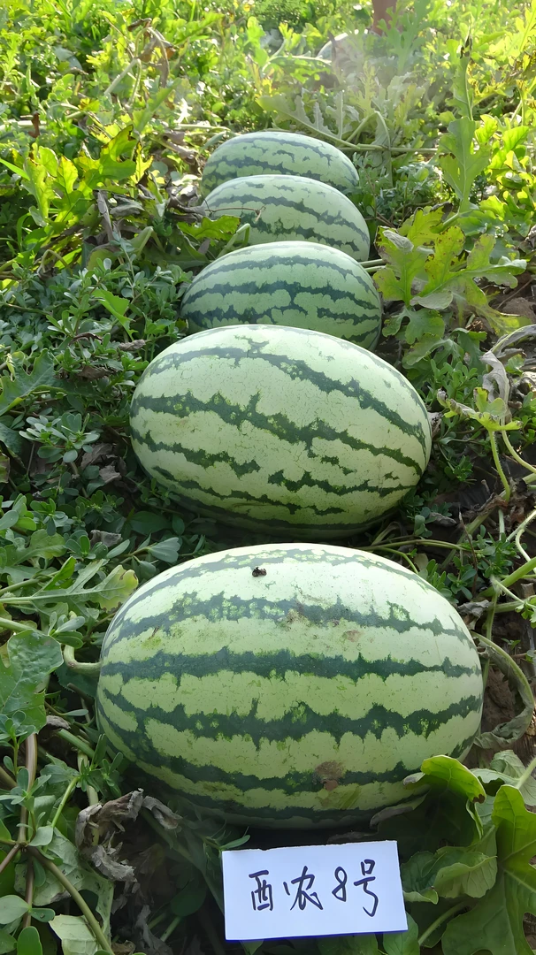 【买一送一】西农八西瓜西瓜种植西瓜种子