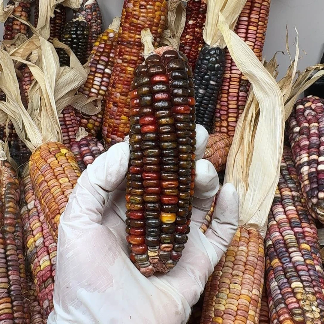 七***香柏香籽/百香籽吊坠